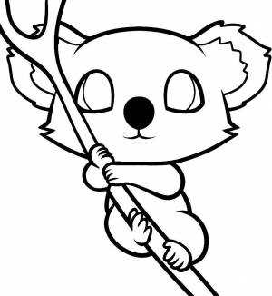 Раскраски коалы, poisk