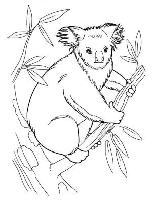 Раскраски Коала