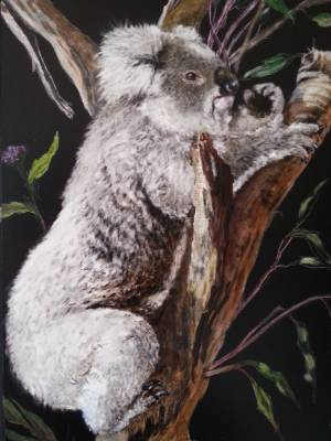 Hissy, The Koala, Рисунок