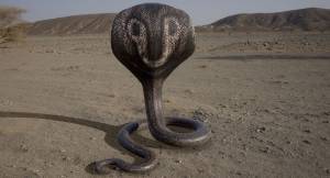 Королевская кобра 3D Модель $99