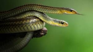 Шаблон для презентации животные змеи