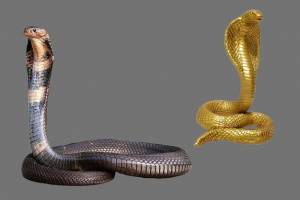 Всемирный день животных королевская кобра змея на сером прозрачном фоне