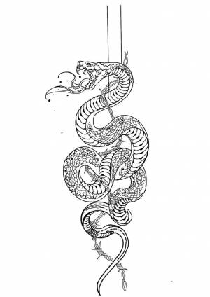 Пин от пользователя Cong Lee на доске Snake