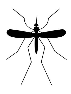 Трафареты Комара