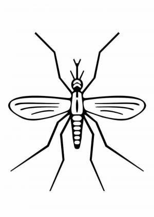 Картинка раскраска комар