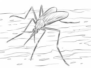 Картинка раскраска комар