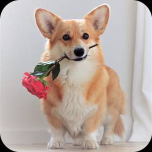 Стрижка корги пемброк и кардиган