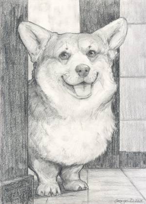 Австралийский Корги