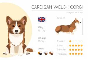 Инфографический шаблон векторного дизайна собак характеристики породы вельш-корги кардиган