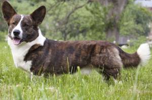 Вельш Корги Кардиган