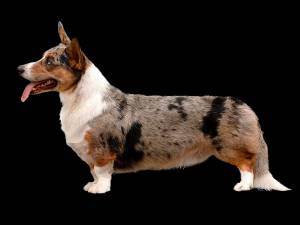 Вельш корги кардиган Описание, плюсы и минусы, выбор щенка, питомники