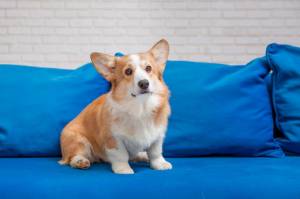 Вельш-корги пемброк  кардиган с укоризненным взглядом лежат на уютном голубом диване милая собака позирует дома, вид спереди, место для копирования текста