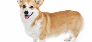 Вельш корги