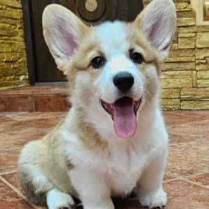 Стандарт породы Вельш Корги Пемброк