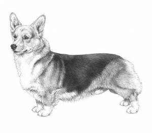 Раскраски щенок корги