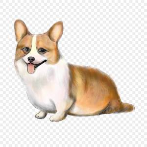 корги PNG и картинки пнг