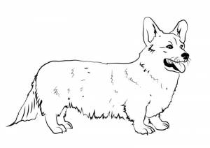 Раскраски щенок корги