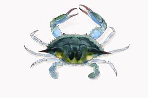 Голубой краб черного моря