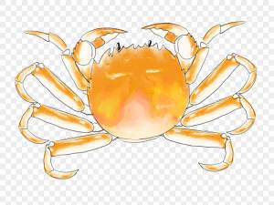 краб PNG рисунок, картинки и пнг прозрачный для й загрузки