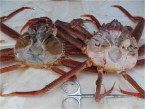 КамчатНИРО