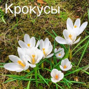 КРОКУС