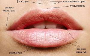 Контур губ