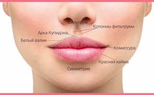 Всё о её губах