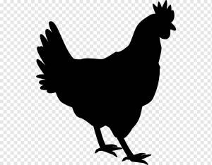 Цыпленок Петух Трафарет Птицеводство, курица, еда, животные, galliformes png