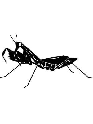 Трафареты Кузнечика