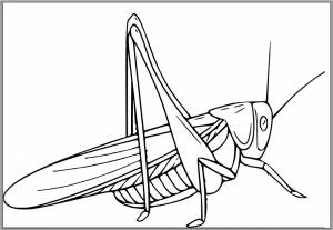 Шаблон кузнечика