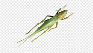 Caelifera Насекомое кузнечик саранча, свободно тянуть материал кузнечик, свободный шаблон дизайна логотипа, простой, насекомые png
