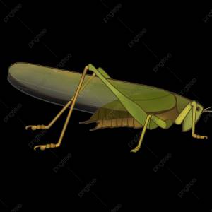 зелёные кузнечики PNG , Insect, зеленый, кузнечик PNG картинки и пнг PSD рисунок для й загрузки