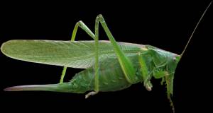 Клипарты насекомых на прозрачном и белом фонах