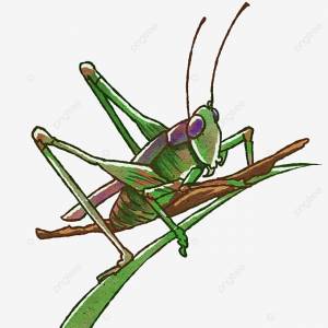 Лето рисованной насекомое саранча кузнечик PNG , Ручной росписью, Insect, Зеленый лист PNG картинки и пнг PSD рисунок для й загрузки