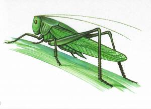 Кузнечик в природе