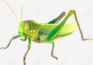 кузнечик изображение_Фото номер 401537098_CDR Формат изображения_ru