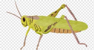 Саранча кузнечик, ручная роспись кузнечик, акварельная живопись, cdr, насекомые png