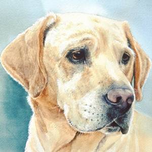 Животное собака лабрадор