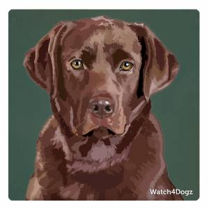 Лабрадор коричневый с голубыми глазами