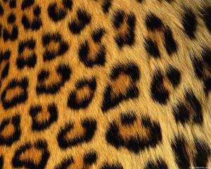 Leopard Patterns 1280x1024 Texture Wallpaper