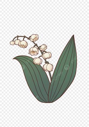 ландыши PNG и картинки пнг