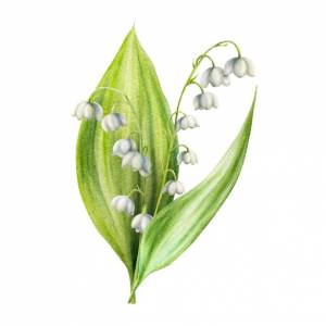 Акварельные цветы ландыша на белом фоне весенняя ручная роспись иллюстрации