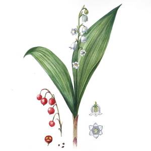 Природа ландыши