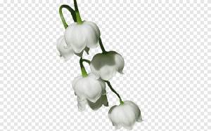 Рисунок ландыша Цветущее растение, Мария Клэр, цветок, женщина png