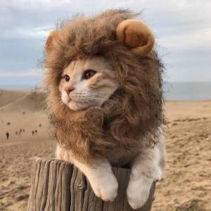 Парик льва домашний декор милый смешной Кот лев костюм парик аксессуары для кошек маленький и средний парик льва