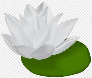 Водяные ли, Белая водяная ля, лист, клипарт, ля png