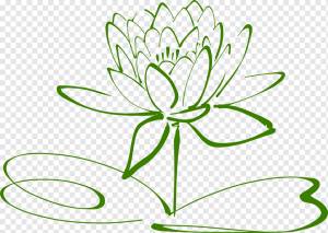 Nelumbo nucifera Водяные ли, ля, белый, лист, стебель растения png