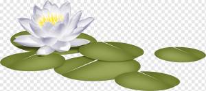 Белая кувшинка Лепесток Водяные ли Nelumbo nucifera Цветок, водяные ли, ля, лотос, искусство png
