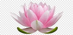 Nelumbo nucifera Водяные ли Цветок, водяные ли, священный лотос, цветок, водное растение png