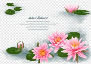 Водяные ли Водяная ля Nelumbo nucifera Flower, античный лотос, расписанный вручную, акварельная живопись, аранжировка цветов, роспись png